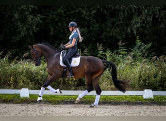 KWPN, Wallach, 4 Jahre, 170 cm, Brauner