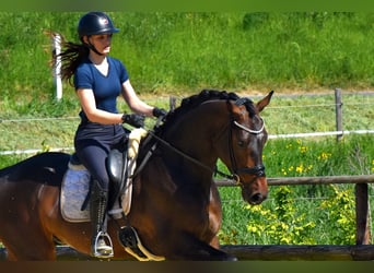 KWPN, Wallach, 4 Jahre, 170 cm, Brauner