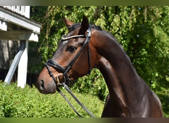 KWPN, Wallach, 4 Jahre, 170 cm, Brauner