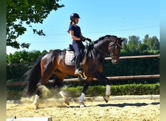 KWPN, Wallach, 4 Jahre, 170 cm, Brauner