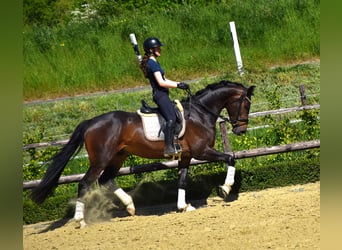 KWPN, Wallach, 4 Jahre, 170 cm, Brauner