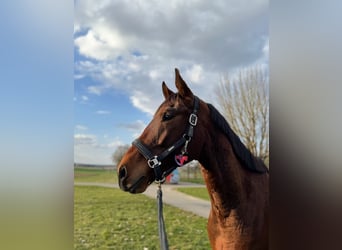 KWPN, Wallach, 4 Jahre, 170 cm, Brauner