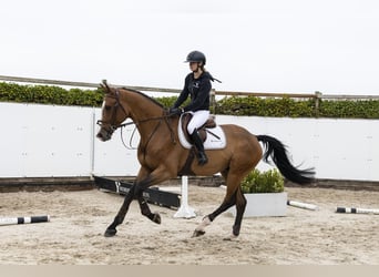 KWPN, Wallach, 4 Jahre, 170 cm, Brauner