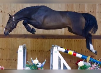 KWPN, Wallach, 4 Jahre, 170 cm, Dunkelbrauner