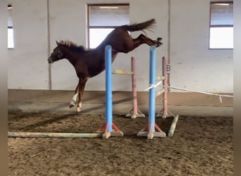 KWPN, Wallach, 4 Jahre, 170 cm, Dunkelfuchs