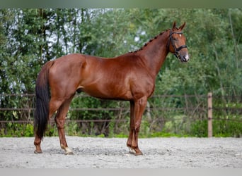 KWPN, Wallach, 4 Jahre, 170 cm, Fuchs