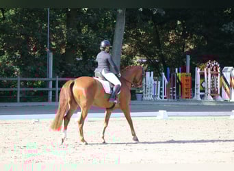 KWPN, Wallach, 4 Jahre, 170 cm, Fuchs