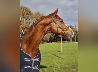 KWPN, Wallach, 4 Jahre, 170 cm, Fuchs