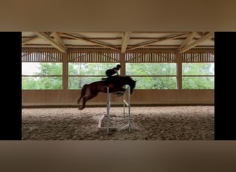 KWPN, Wallach, 4 Jahre, 170 cm, Fuchs