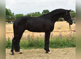 KWPN, Wallach, 4 Jahre, 170 cm, Rappe