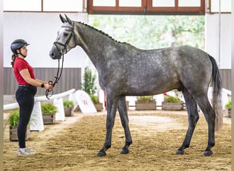KWPN, Wallach, 4 Jahre, 170 cm, Schimmel
