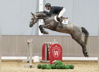 KWPN, Wallach, 4 Jahre, 170 cm, Schimmel