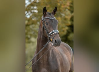 KWPN, Wallach, 4 Jahre, 170 cm, Schwarzbrauner