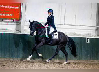 KWPN, Wallach, 4 Jahre, 170 cm, Schwarzbrauner