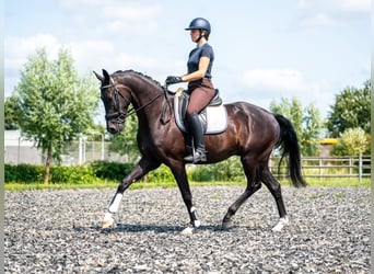 KWPN, Wallach, 4 Jahre, 170 cm, Schwarzbrauner