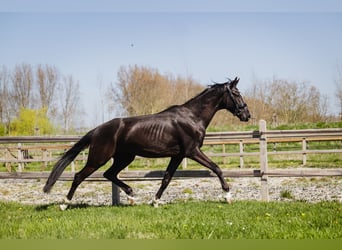 KWPN, Wallach, 4 Jahre, 170 cm, Schwarzbrauner