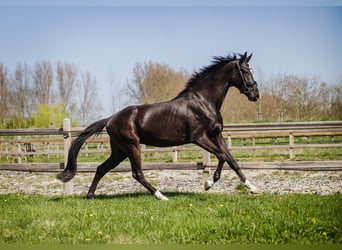 KWPN, Wallach, 4 Jahre, 170 cm, Schwarzbrauner