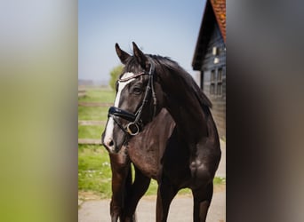 KWPN, Wallach, 4 Jahre, 170 cm, Schwarzbrauner