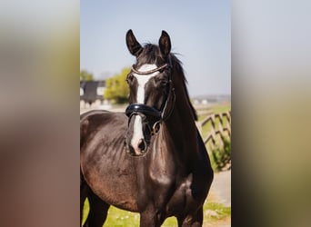 KWPN, Wallach, 4 Jahre, 170 cm, Schwarzbrauner