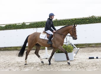 KWPN, Wallach, 4 Jahre, 170 cm