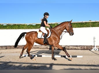 KWPN, Wallach, 4 Jahre, 171 cm, Brauner