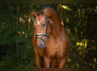 KWPN, Wallach, 4 Jahre, 171 cm, Dunkelbrauner
