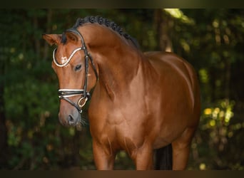 KWPN, Wallach, 4 Jahre, 171 cm, Dunkelbrauner