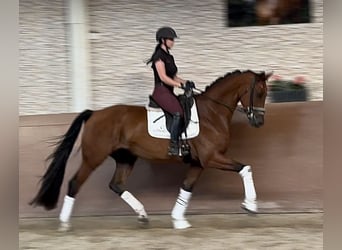 KWPN, Wallach, 4 Jahre, 171 cm, Dunkelbrauner