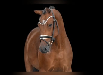 KWPN, Wallach, 4 Jahre, 171 cm, Dunkelbrauner