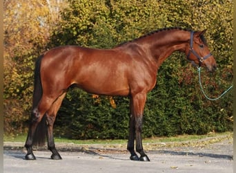 KWPN, Wallach, 4 Jahre, 171 cm, Dunkelbrauner