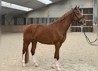 KWPN, Wallach, 4 Jahre, 171 cm, Fuchs