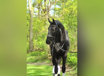 KWPN, Wallach, 4 Jahre, 171 cm, Rappe