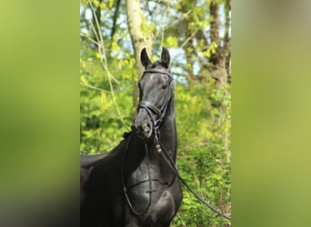 KWPN, Wallach, 4 Jahre, 171 cm, Rappe