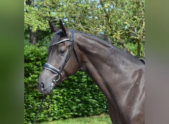 KWPN, Wallach, 4 Jahre, 171 cm, Rappe