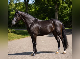 KWPN, Wallach, 4 Jahre, 171 cm, Rappe