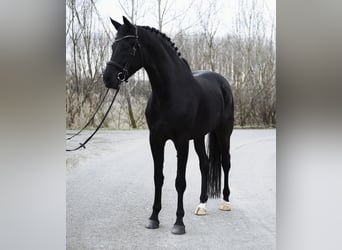 KWPN, Wallach, 4 Jahre, 171 cm, Rappe