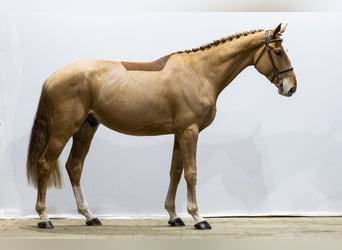 KWPN, Wallach, 4 Jahre, 171 cm