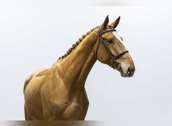 KWPN, Wallach, 4 Jahre, 171 cm