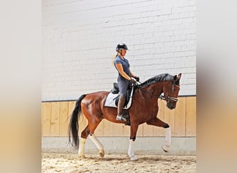KWPN, Wallach, 4 Jahre, 172 cm, Brauner