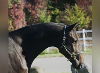 KWPN, Wallach, 4 Jahre, 172 cm, Brauner