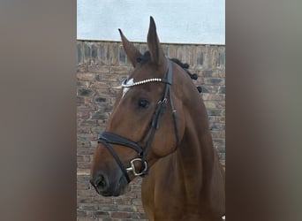 KWPN, Wallach, 4 Jahre, 172 cm, Brauner