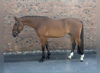 KWPN, Wallach, 4 Jahre, 172 cm, Brauner