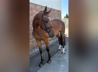 KWPN, Wallach, 4 Jahre, 172 cm, Brauner