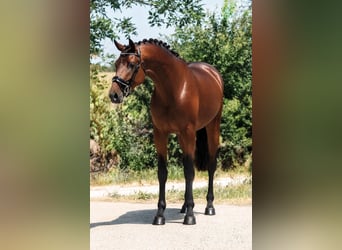 KWPN, Wallach, 4 Jahre, 172 cm, Brauner