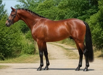 KWPN, Wallach, 4 Jahre, 172 cm, Brauner