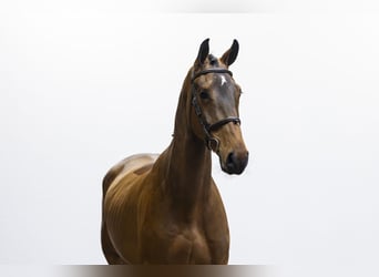 KWPN, Wallach, 4 Jahre, 172 cm, Brauner