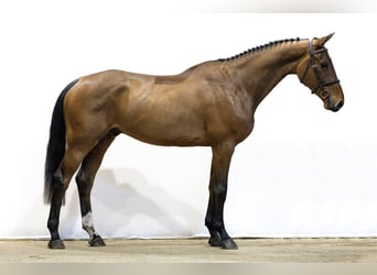 KWPN, Wallach, 4 Jahre, 172 cm, Brauner