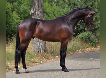 KWPN, Wallach, 4 Jahre, 172 cm, Dunkelbrauner