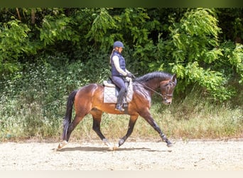 KWPN, Wallach, 4 Jahre, 172 cm, Dunkelbrauner