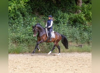 KWPN, Wallach, 4 Jahre, 172 cm, Dunkelbrauner